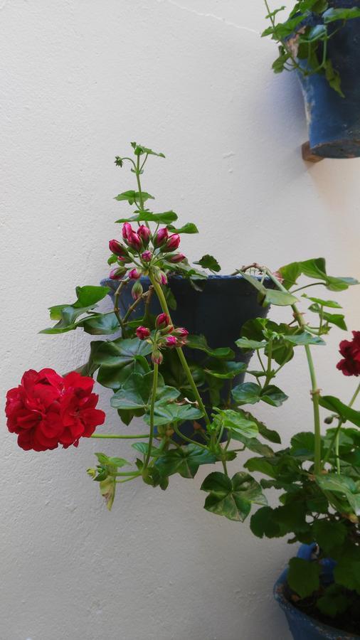 Hostal Azahar Córdoba Exteriér fotografie
