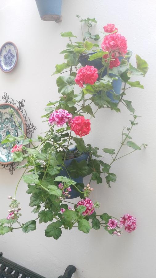 Hostal Azahar Córdoba Exteriér fotografie
